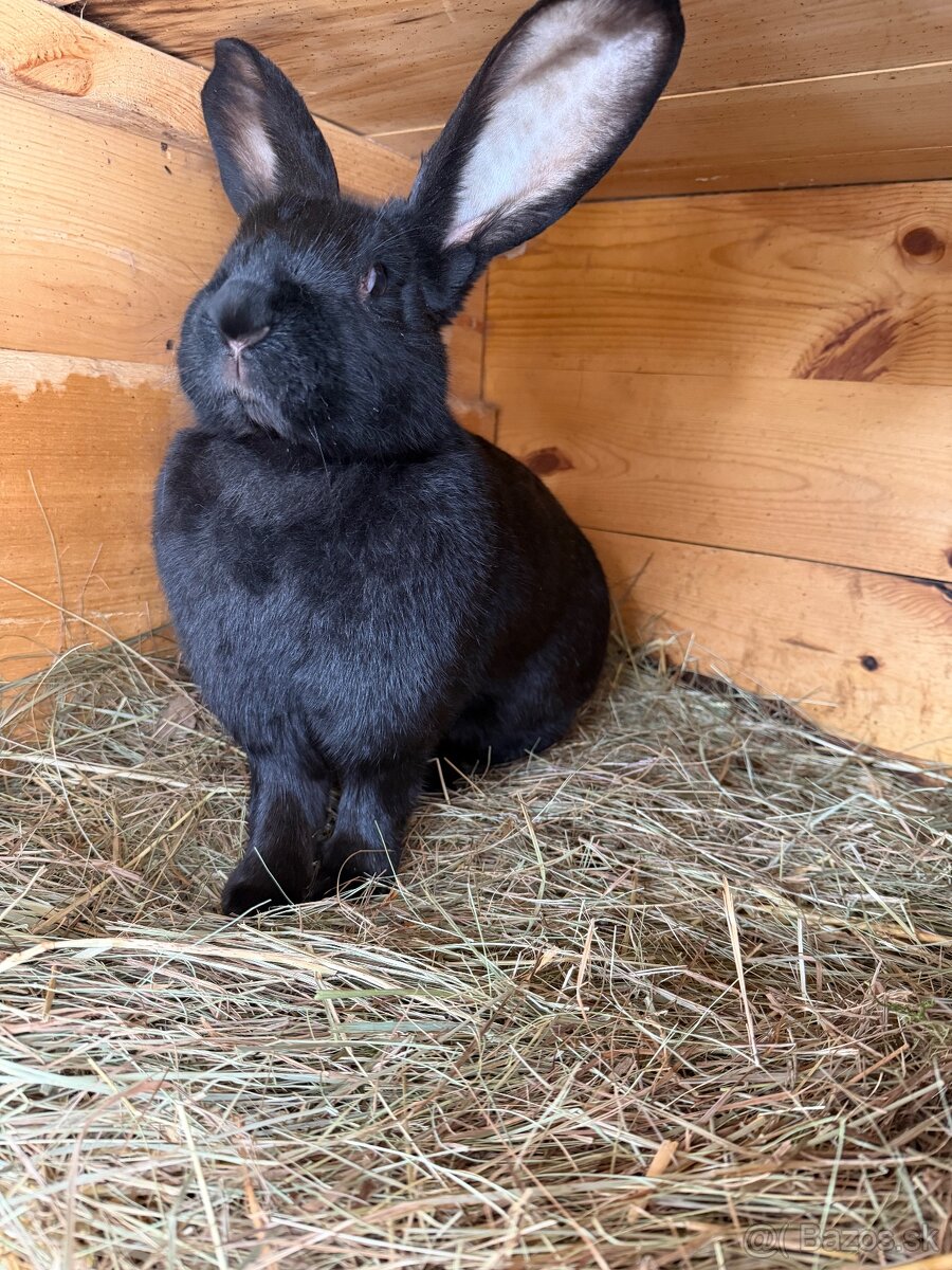 Nemecký obrovitý strakáč - 2