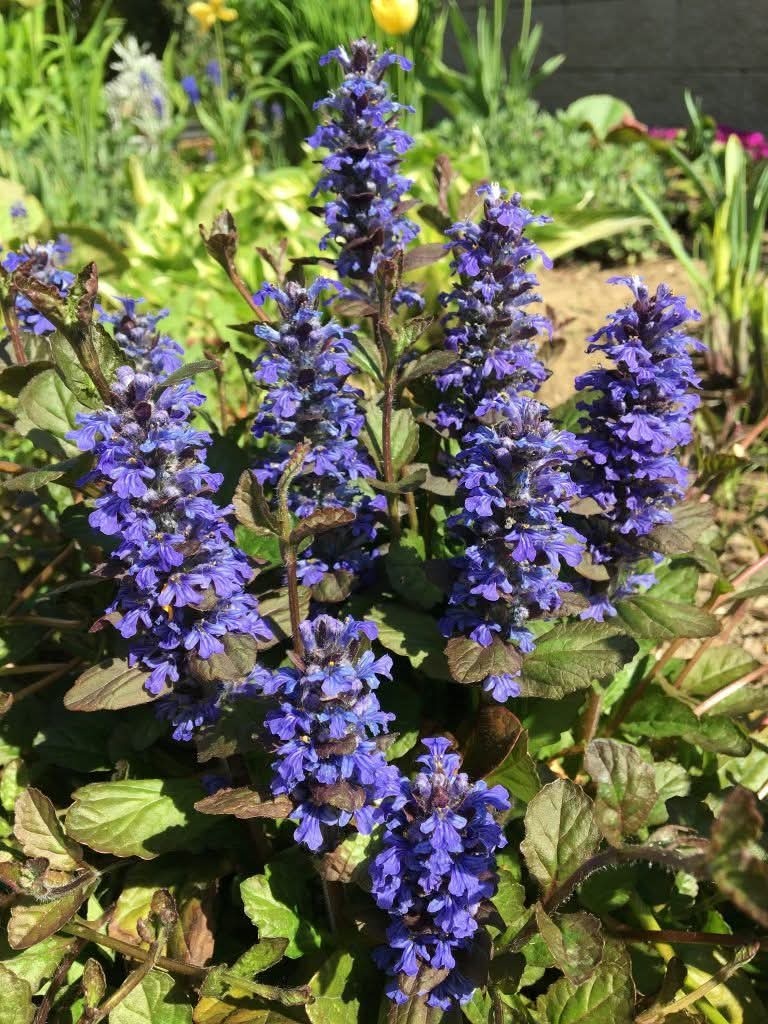 Zbehovec plazivy - 2