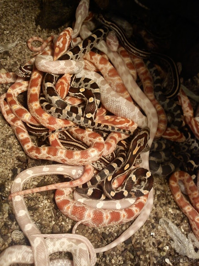 Užovka červená - 2