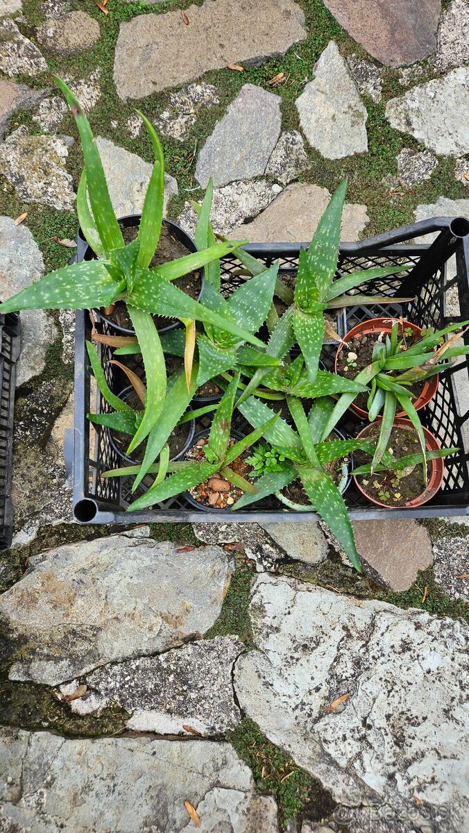 predám rastliny aloe vera - 2