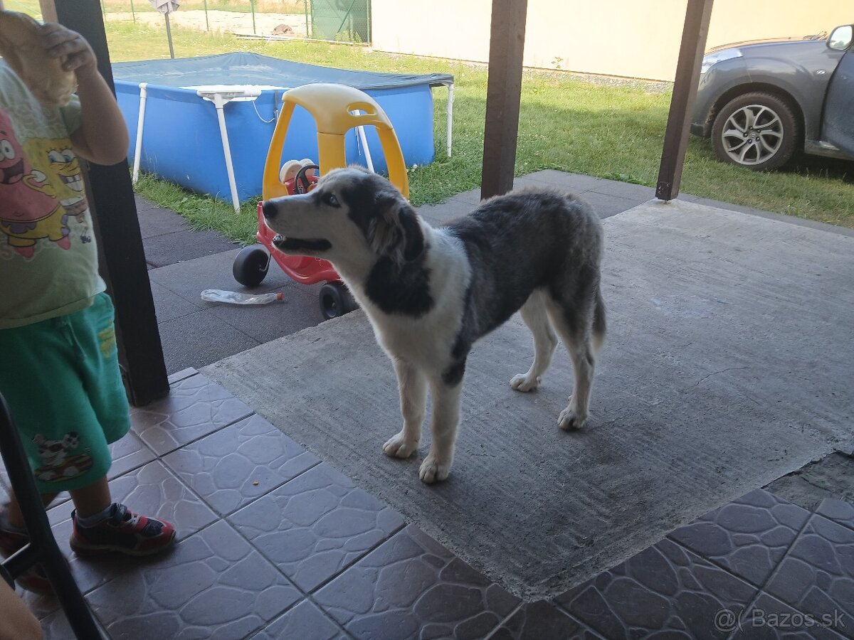 8 mesacny sibirsky husky - 2