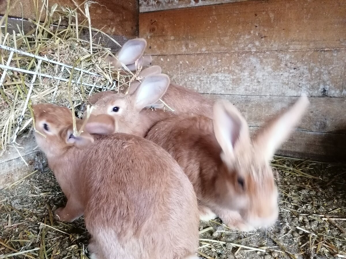 Burgudske králiki - 2