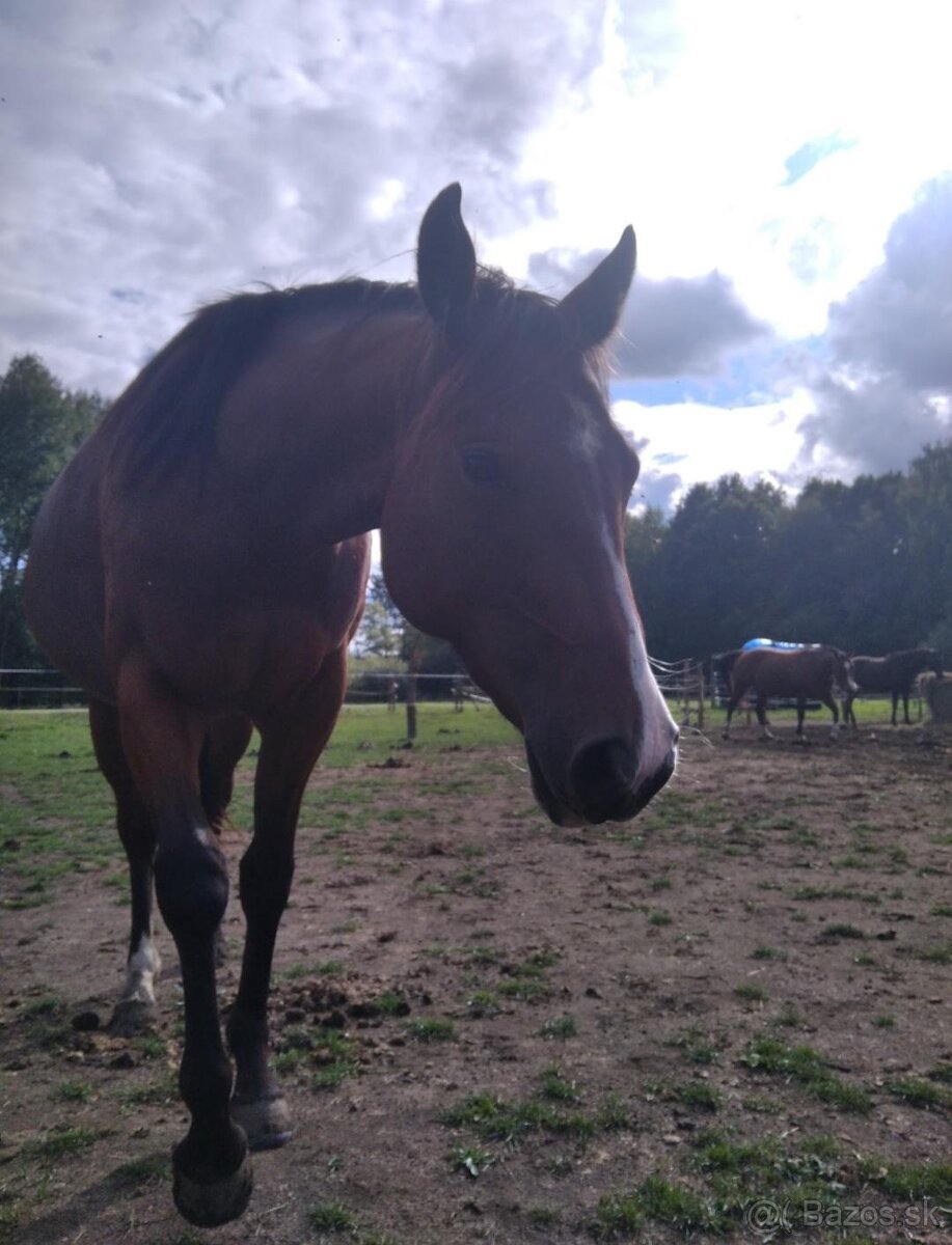 Klisna QH - 2