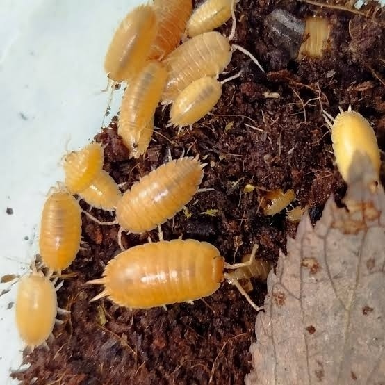 Porcellio Laevis "Orange" - 2