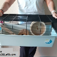 klietka pre hlodavce 80 cm - 2