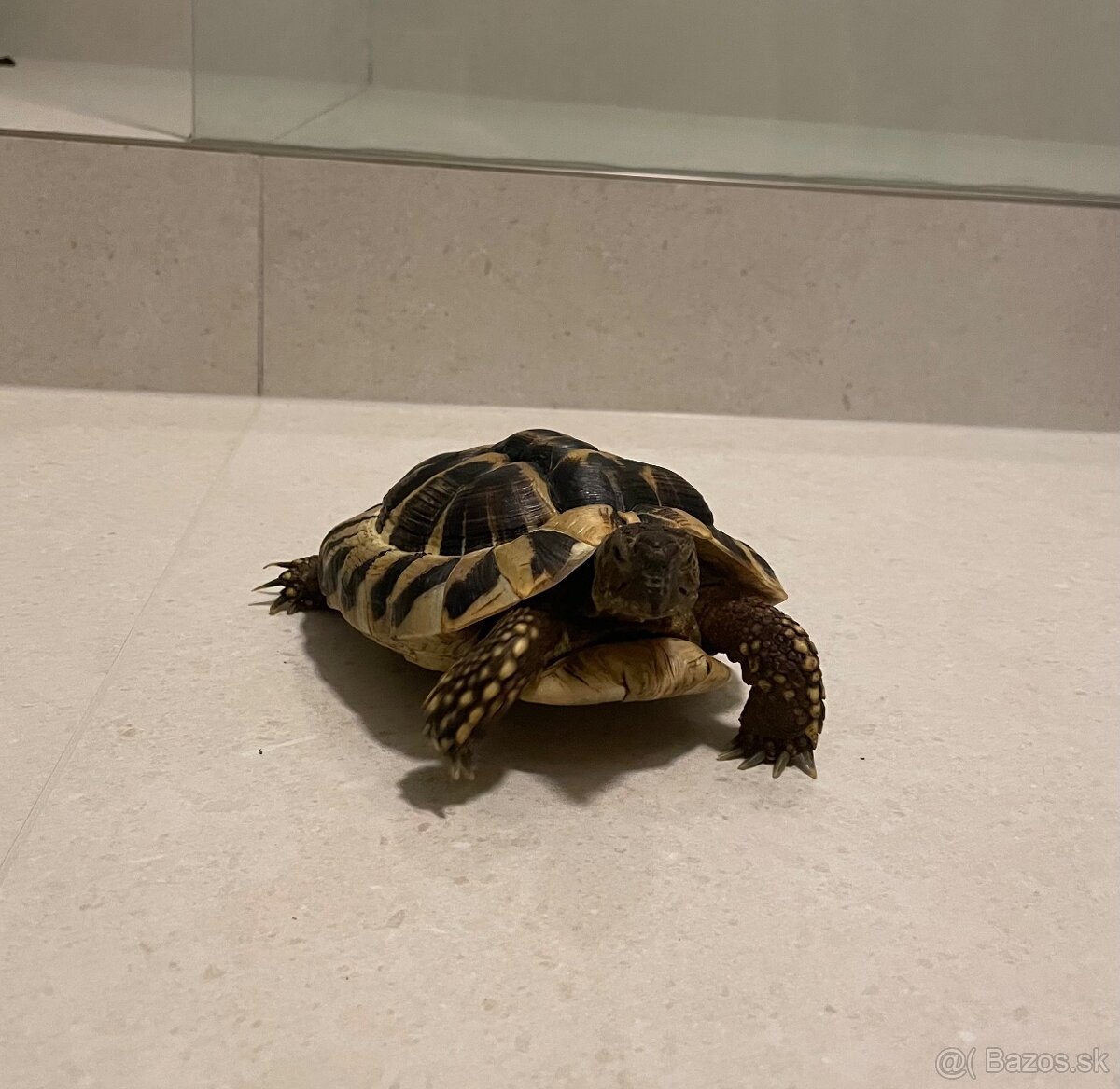 Korytnačky suchozemnské - 2