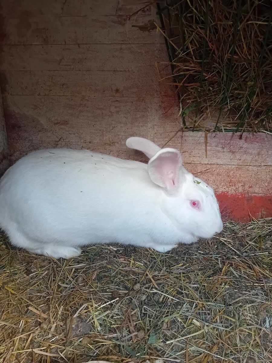 Predám zajace - 2