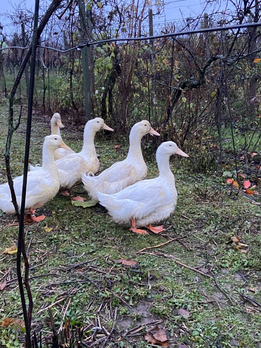 Aylezburske kacice - 2