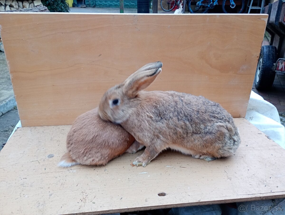 Predám samičky králikov. - 2