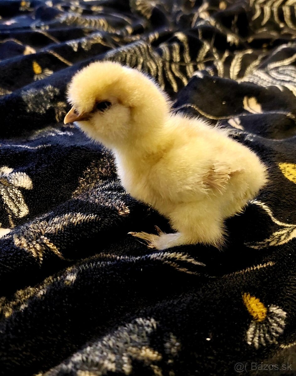Hodvábničky-kuriatka - 2