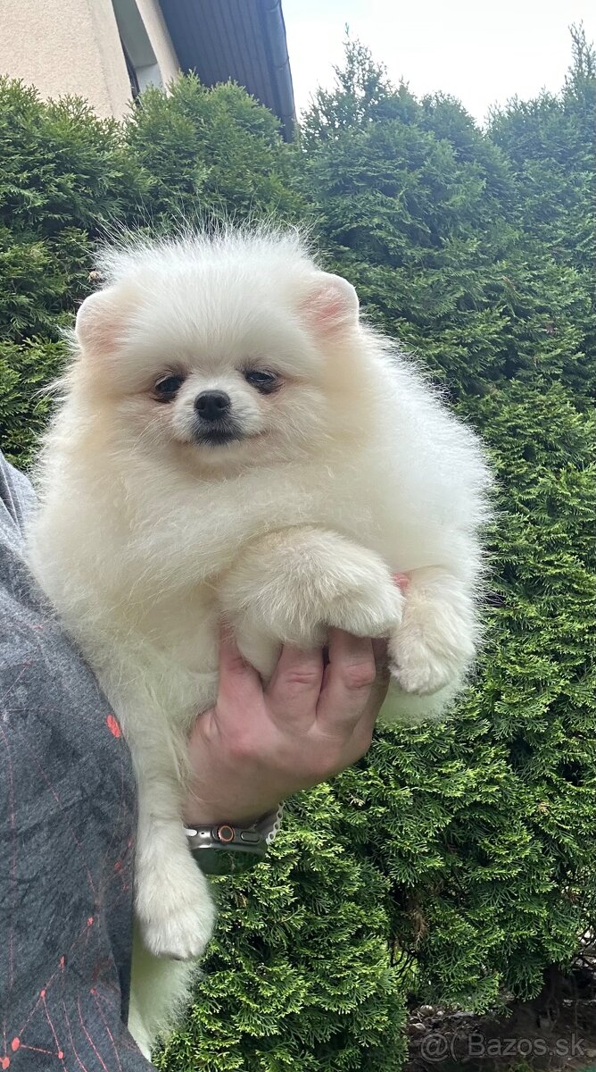 Pomeranian s pp FCI - 2