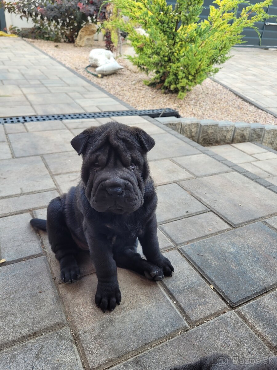 Sharpei šteniatka - 2