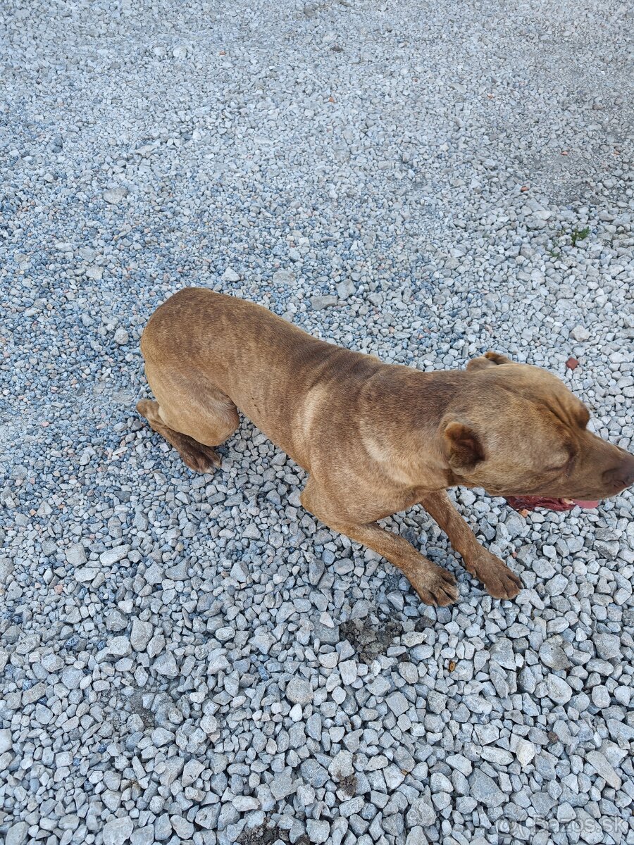 Bandog - 2