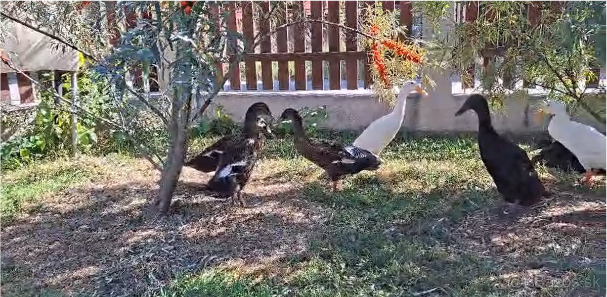 predám indické bežce - 2