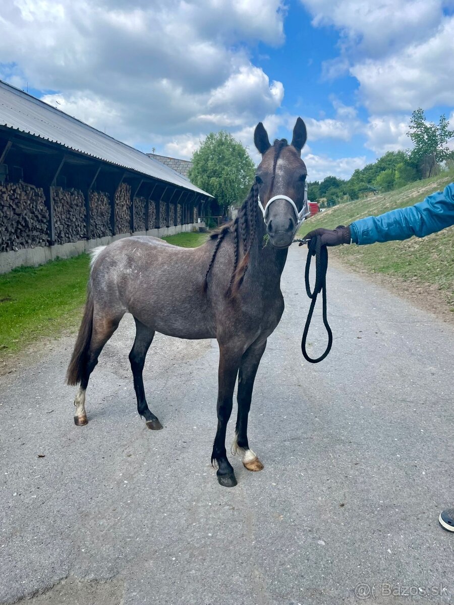 Pony klisna - 2