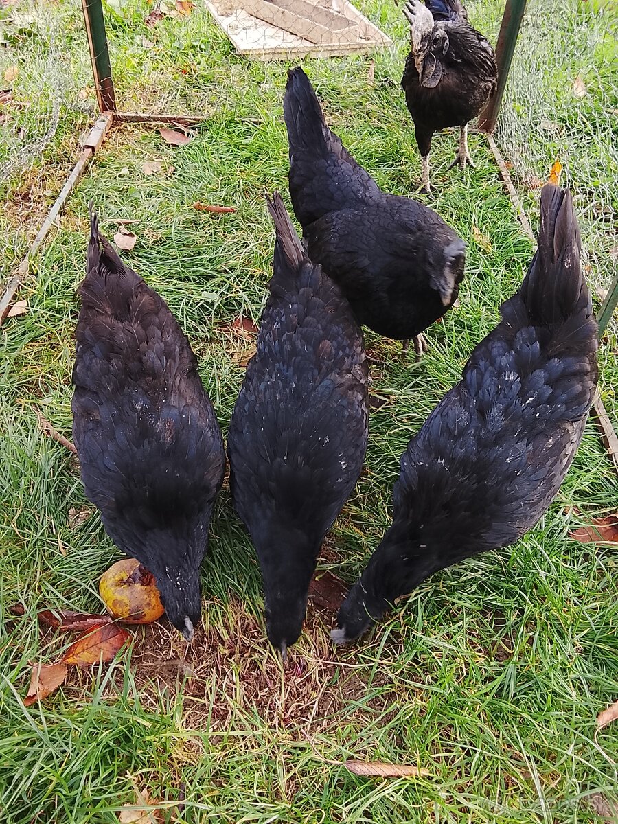 Ayam cemani - 2