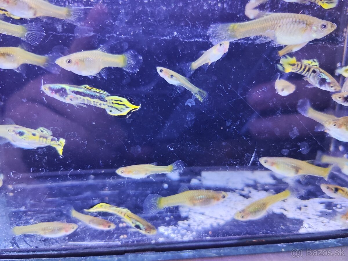 Endlerky yellow tiger - 2