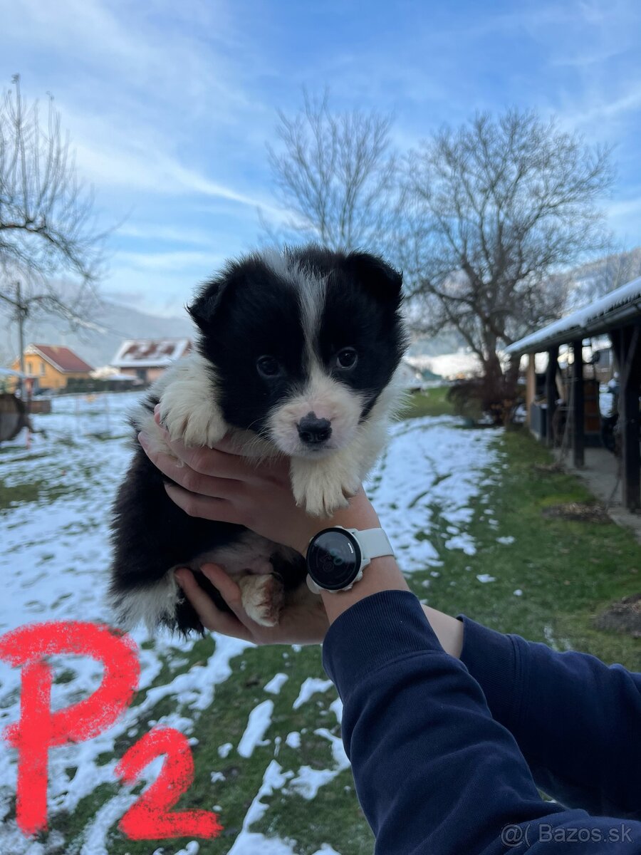 Predám border kólia šteniatka - 2