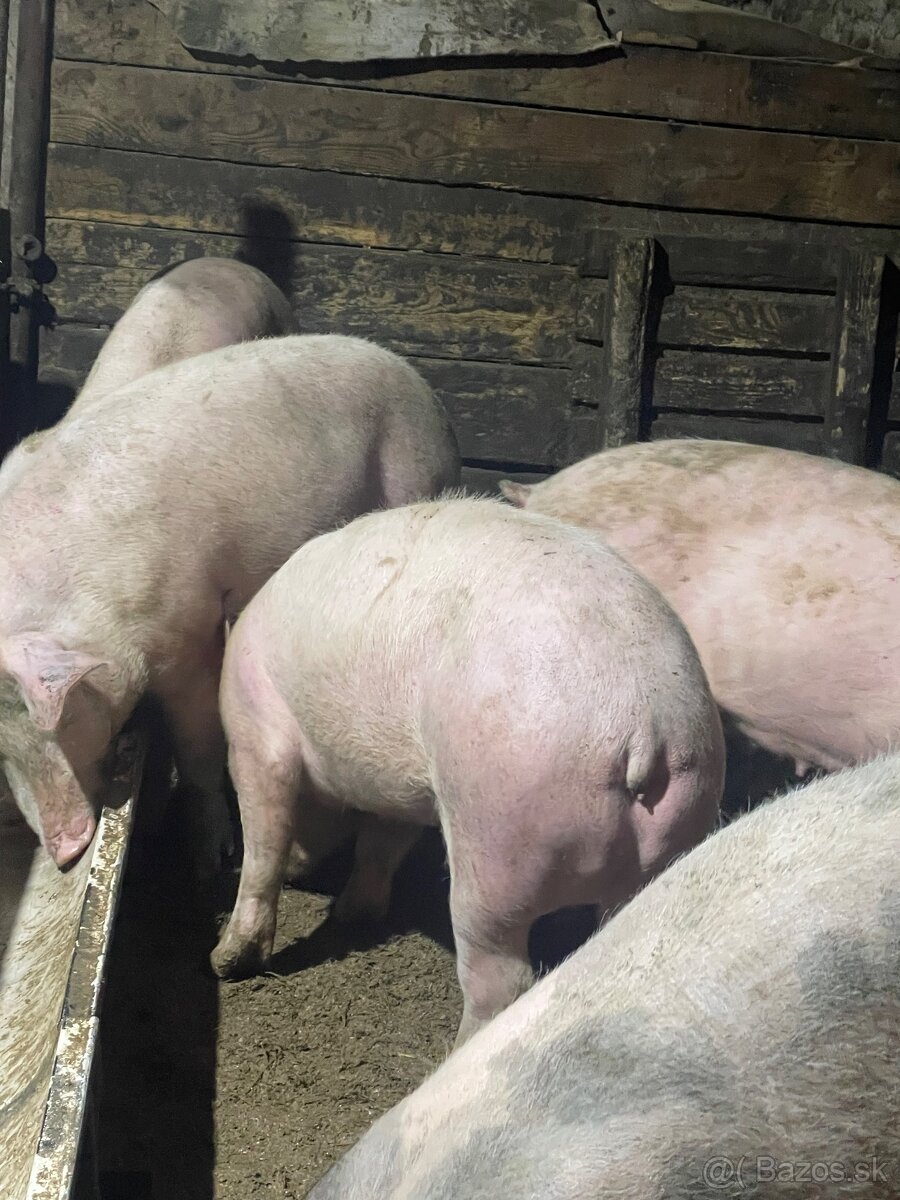 Jatočné ošípané - 2