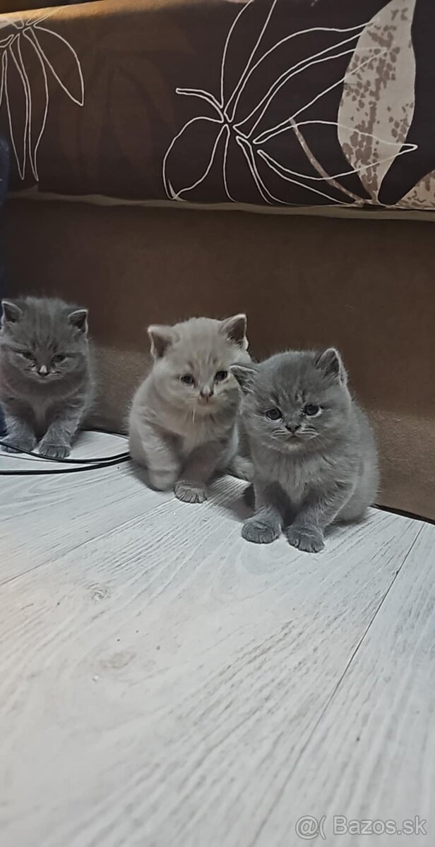 Britské modré maciatka - 2