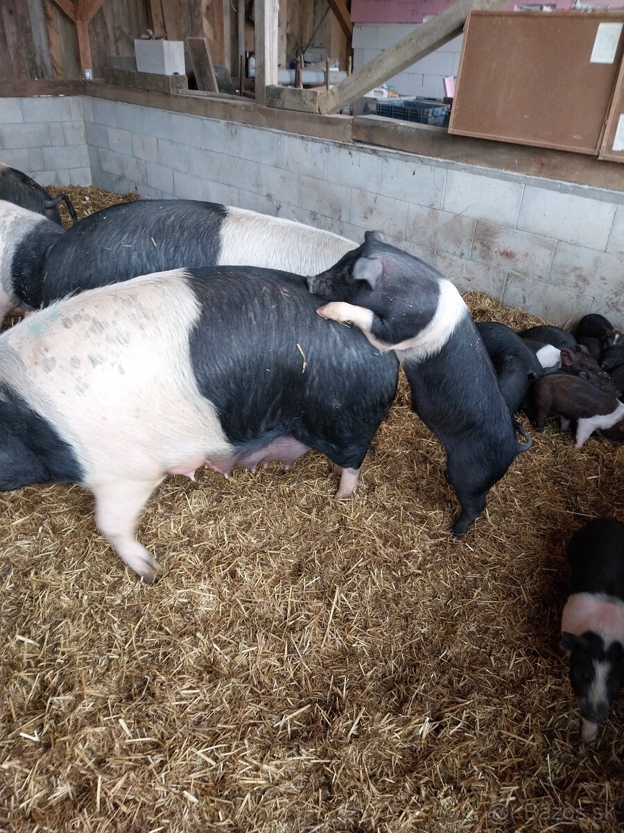 Kancek kanec presticke - 2