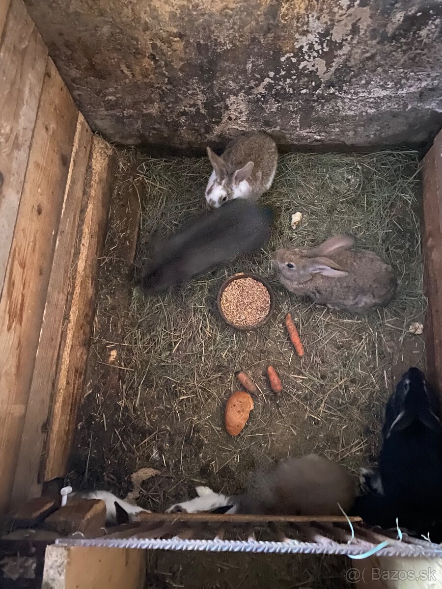 Predám zajace - 2
