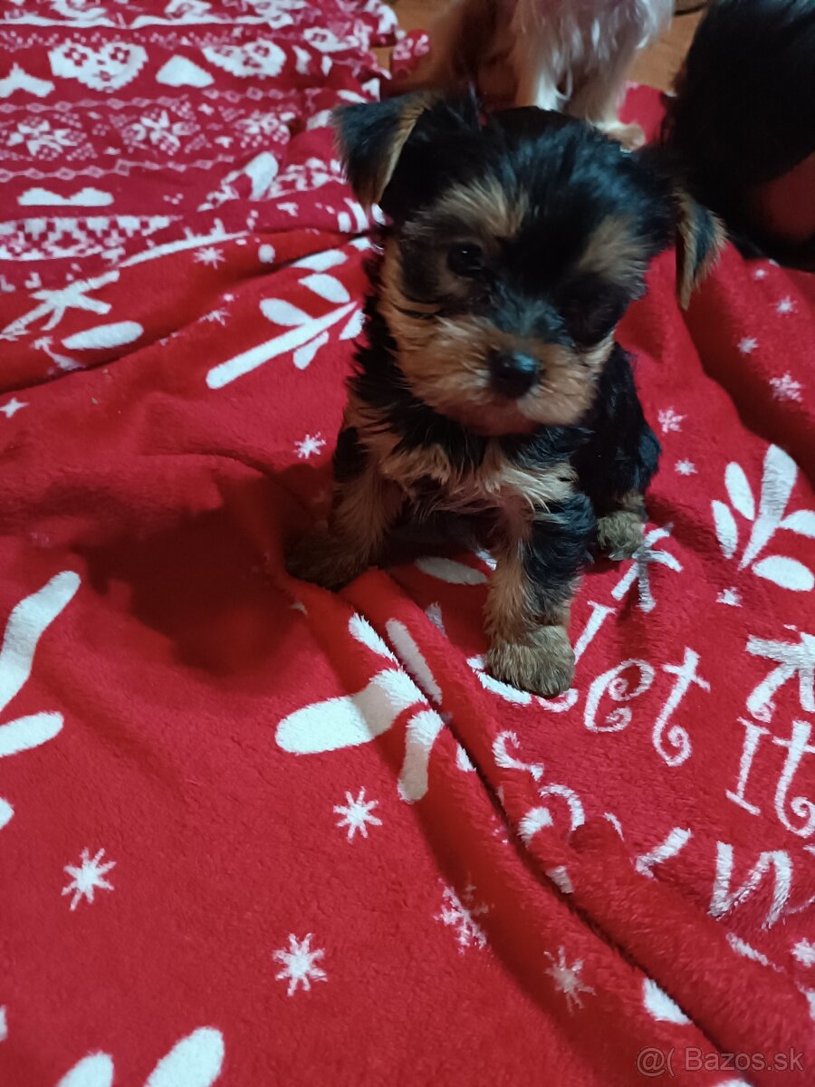 Yorkshirsky teriér - 2