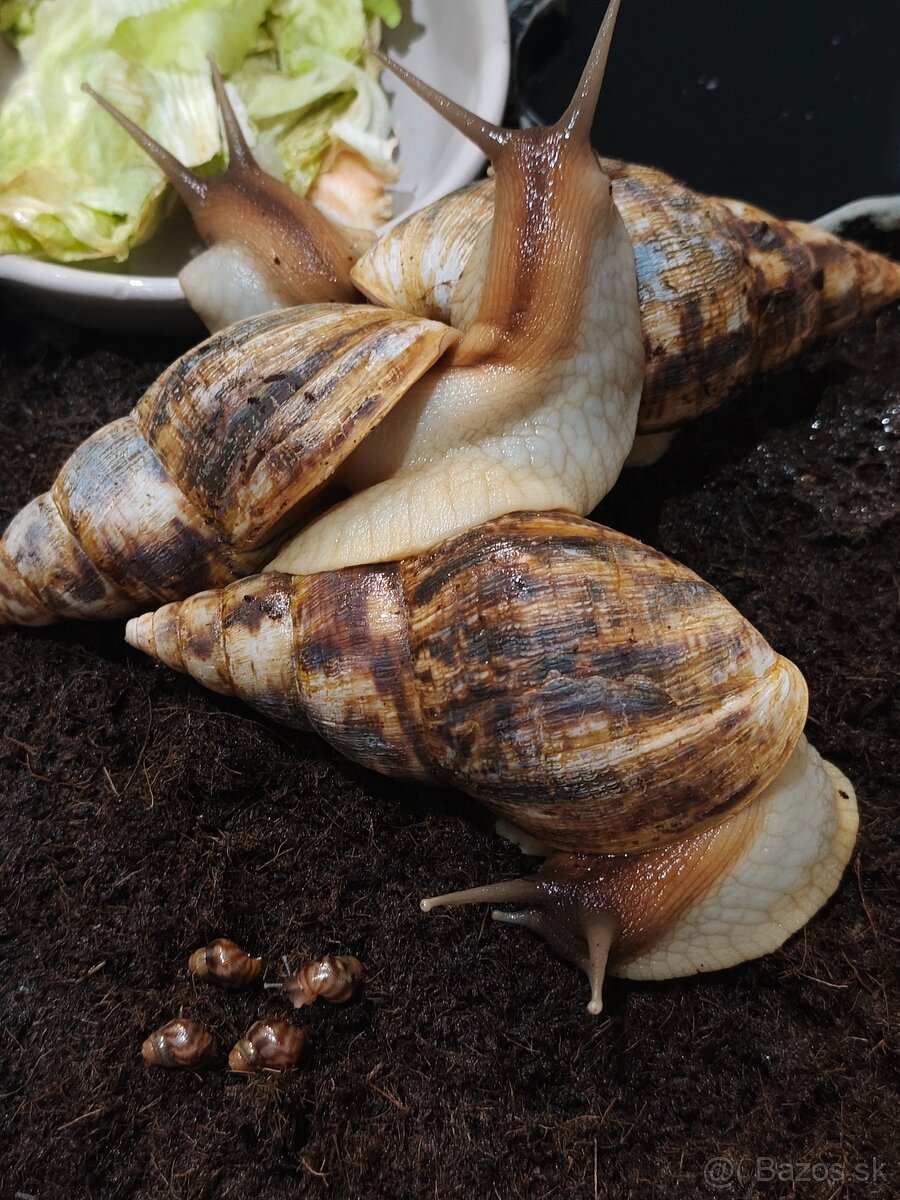 Africké slimáky - 2