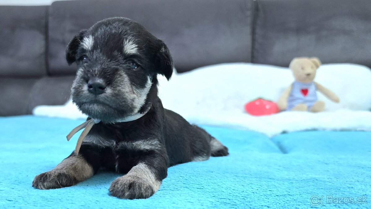 Bradáč malý čiernostrieborný s PP - 2