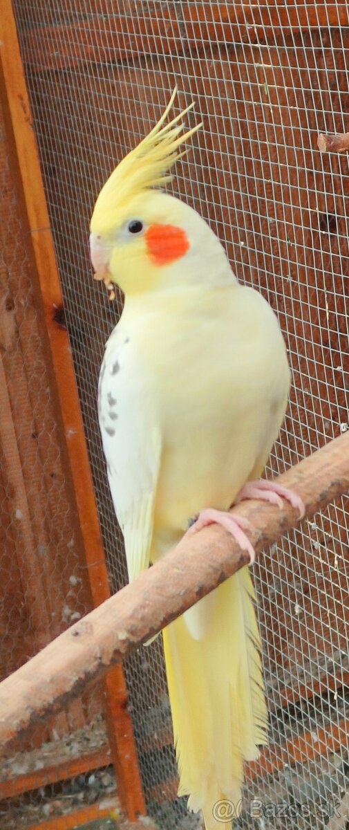 Predám samca korely - 2