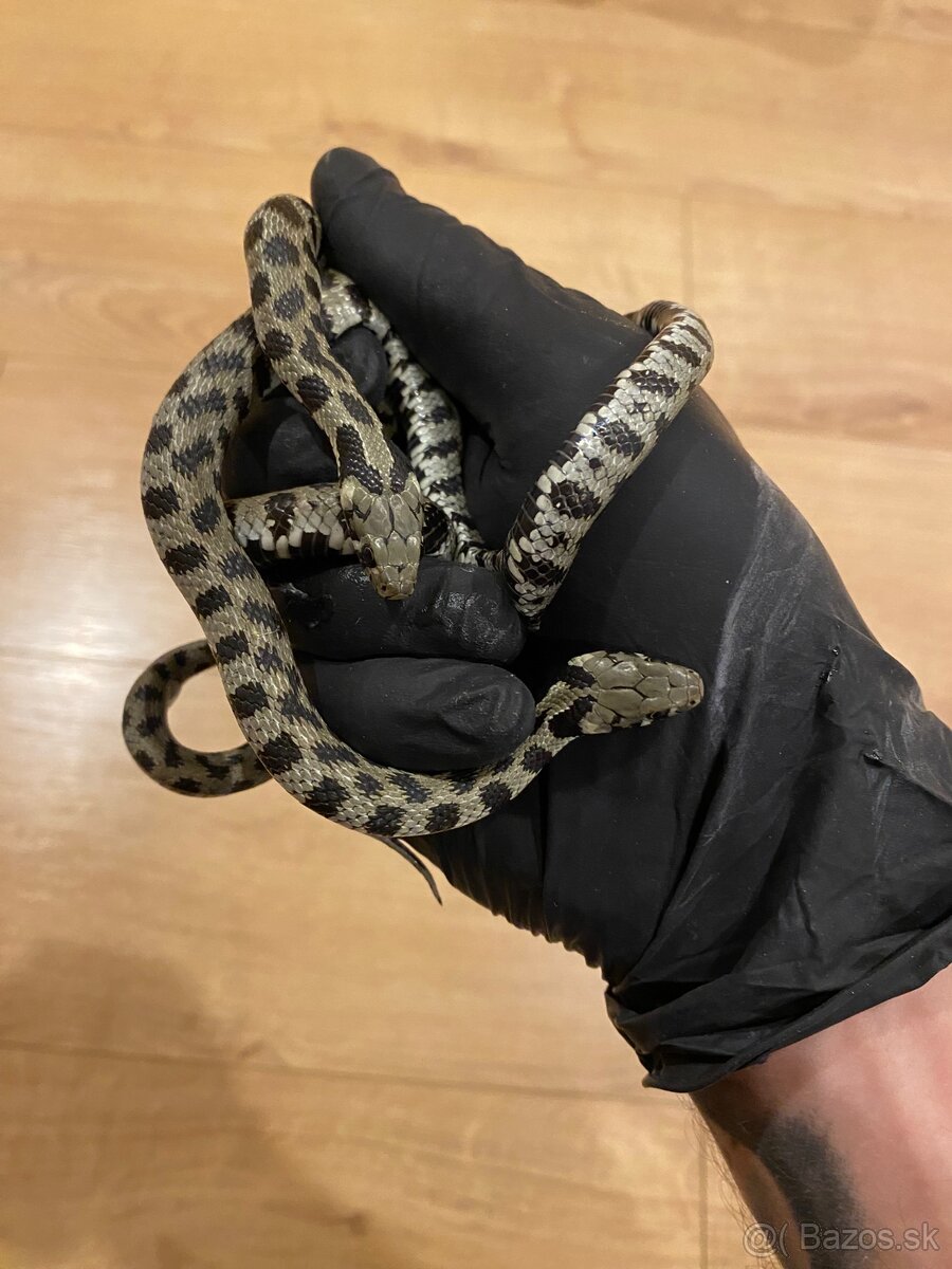 Natrix schweizeri - 2