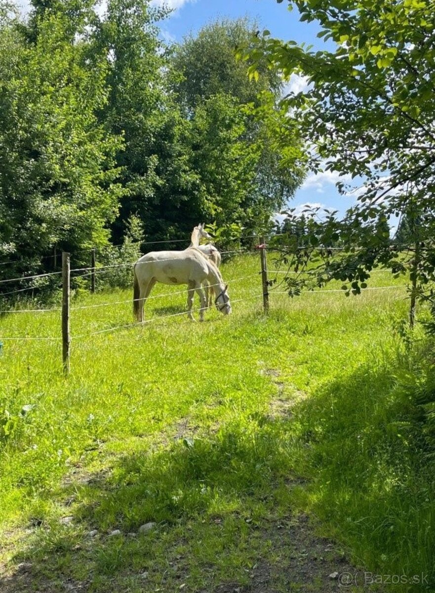 Cremello kobyla modré oči PSL LUSITANO - 2