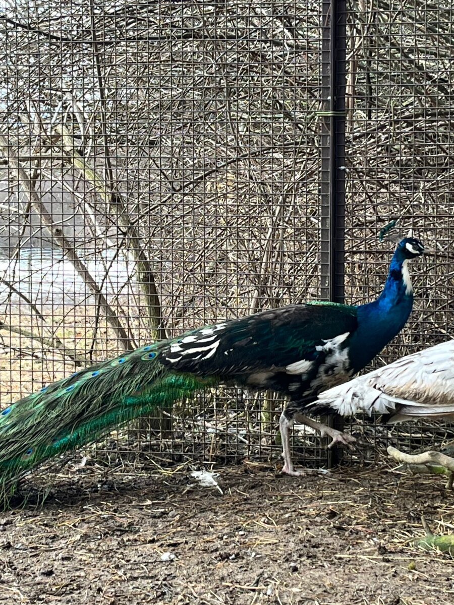 Pávy - predám / vymením - 2