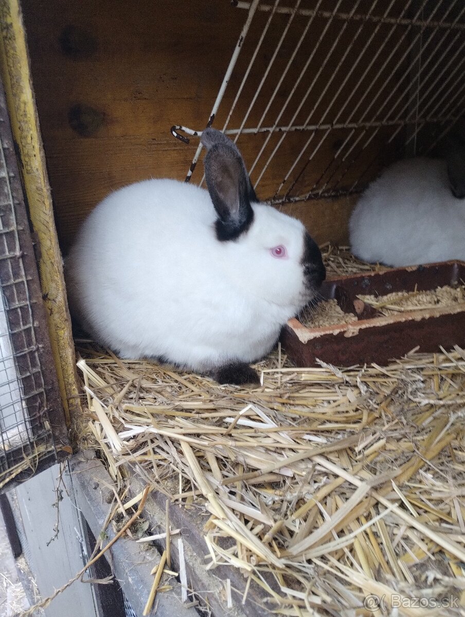 Kalifornsky kralik - 2