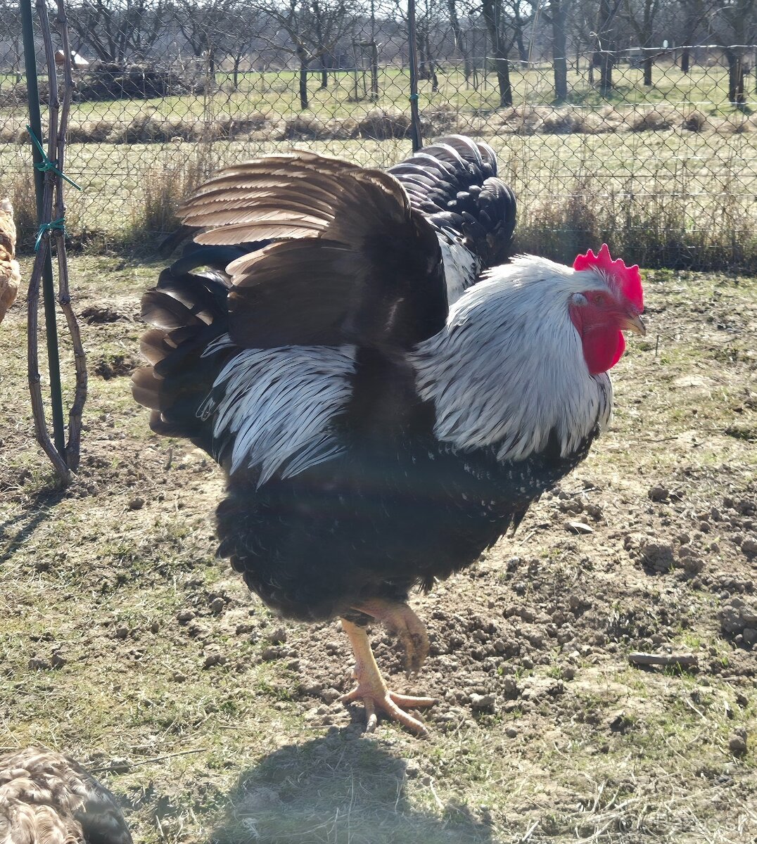 Kohút Wyandotka - 2