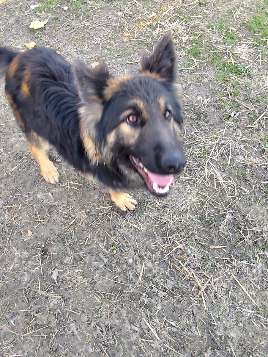 Nemecký ovčiak darujem - 2