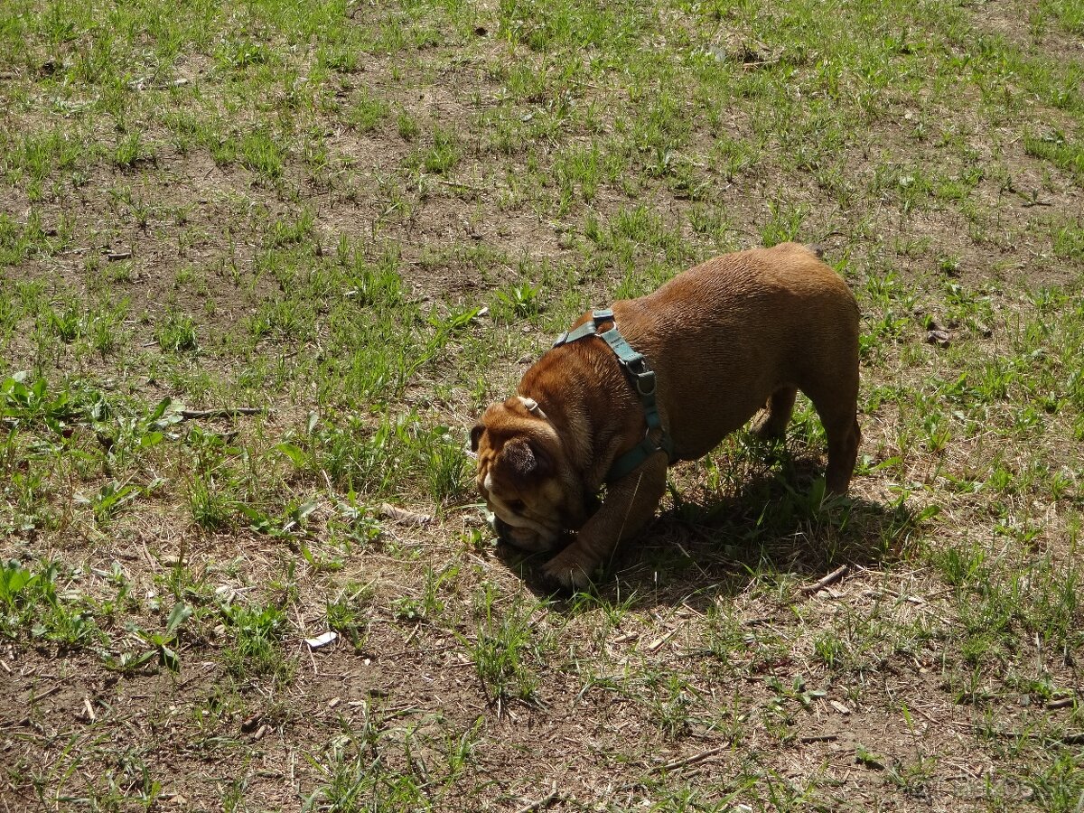 Sofia - anglický buldog - 2