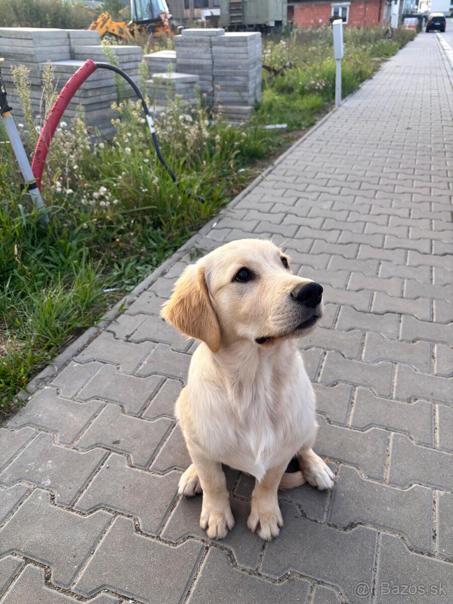 Zlatý Retriever 9mes. - 2