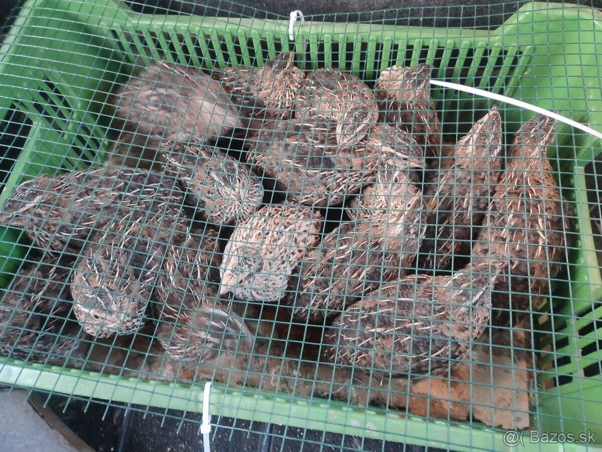 Japonské prepelice - 2