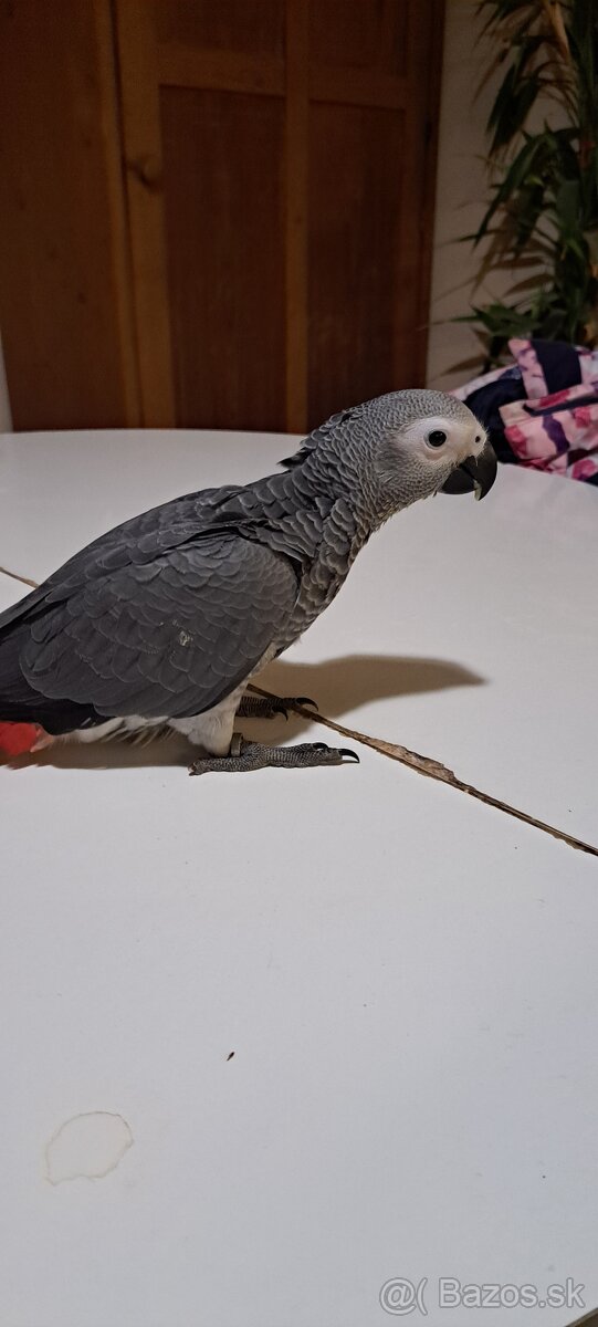 Papagaj žako - 2