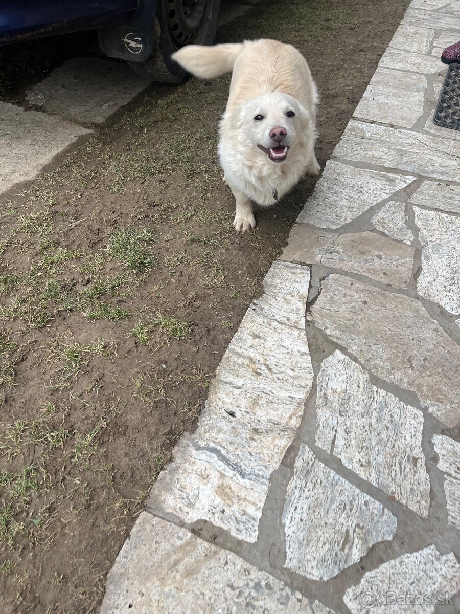 Darujem šteniatko. - 2