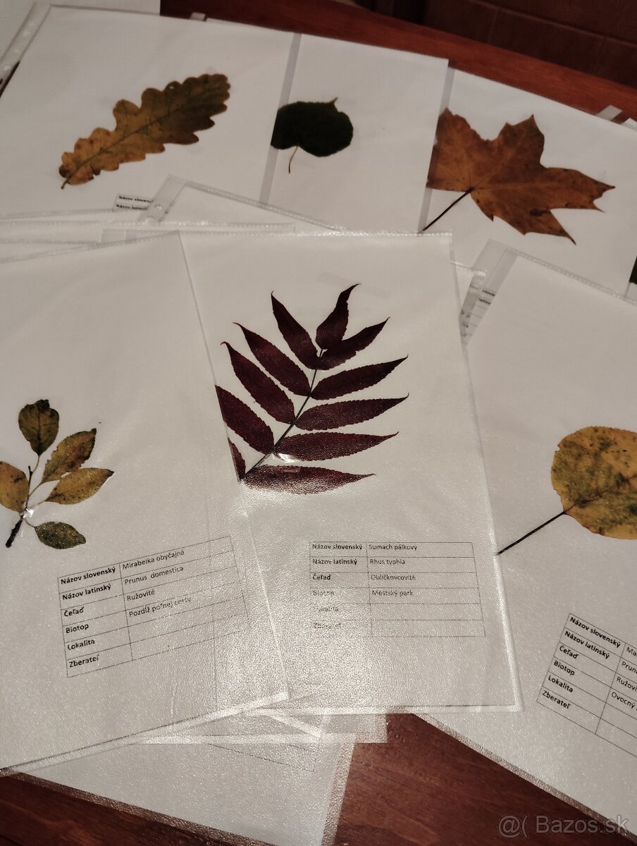 Školský herbár jesenných listov (ovocné,lesné, okrasné) - 2