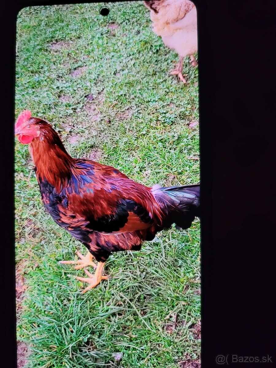 Predám kohúta - 2