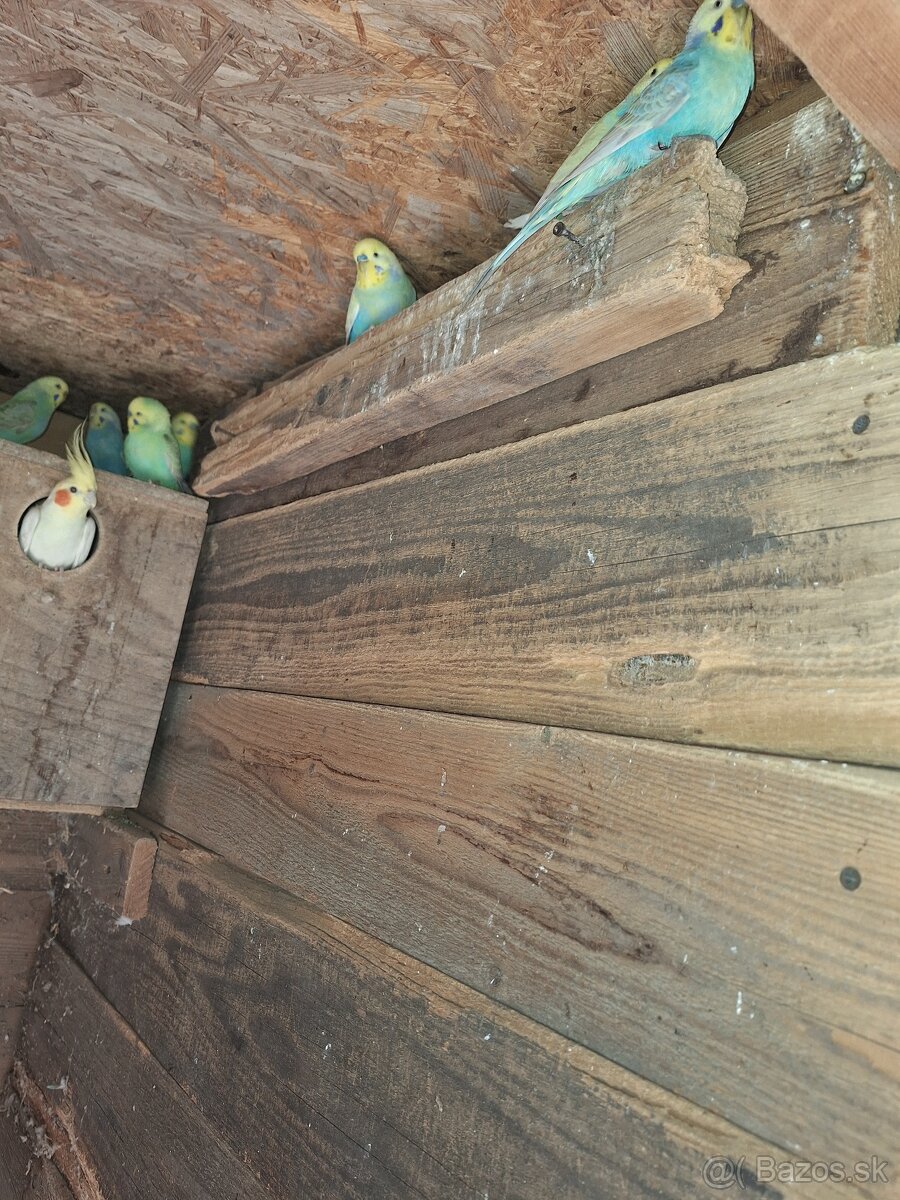 Andulka Topoľčany - 2