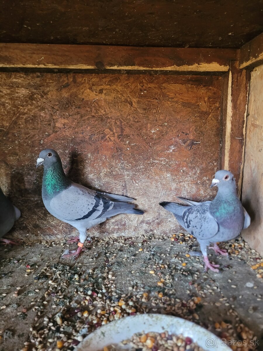 Darujem poštové holuby - 2