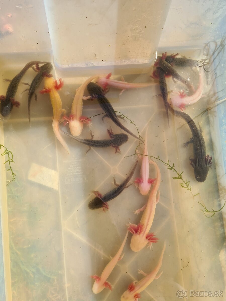 Axolotl mexický -predaj - 2