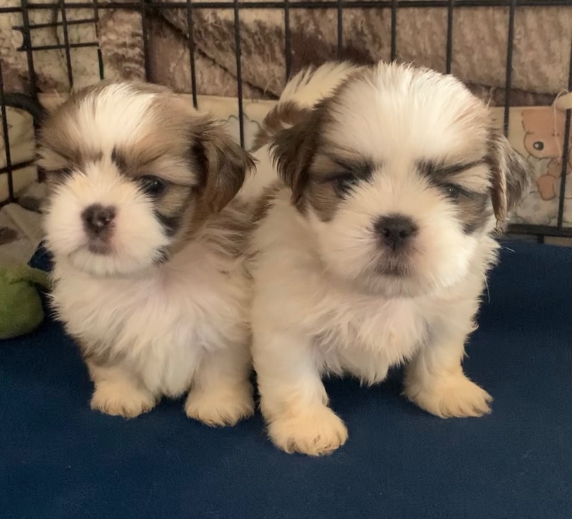čistokrvné šteniatka Shih Tzu - 2