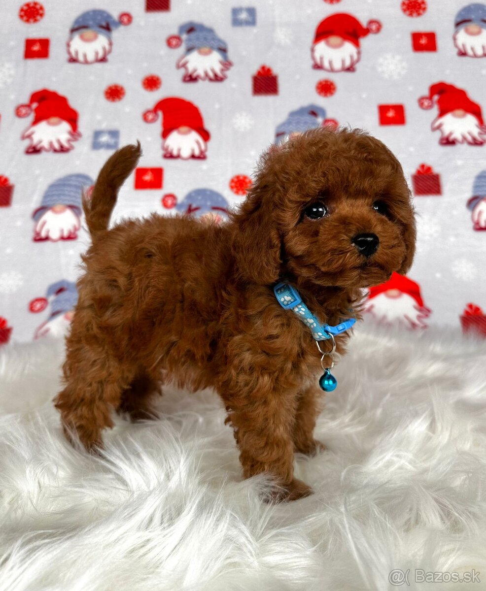 Pudel toy / Pudlík toy - CHOCOLATE psíček - 2