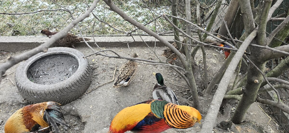 Predam divé kačice 1 káčer a 2 kačky - 2