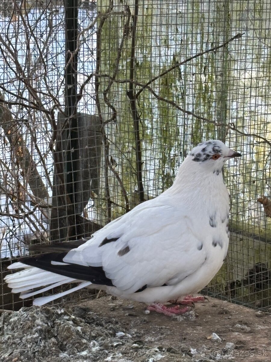 Predám holuby piešťanský obor. - 2